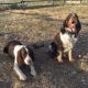 English Springer Spaniel Puppies for sale in Cheyenne, WY, USA. price: $1,200