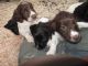 English Springer Spaniel Puppies for sale in Tampa, FL, USA. price: NA
