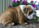 English Springer Spaniel Puppies for sale in Alderson, WV 24910, USA. price: $200