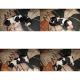 English Springer Spaniel Puppies for sale in Winchester, KY 40391, USA. price: NA