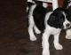 English Springer Spaniel Puppies for sale in Omaha, NE, USA. price: $500