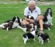 English Springer Spaniel Puppies for sale in Boise, ID, USA. price: $500