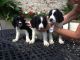 English Springer Spaniel Puppies for sale in Beaver Creek, CO 81620, USA. price: $600