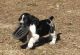 English Springer Spaniel Puppies for sale in Omaha, NE, USA. price: $400