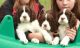 English Springer Spaniel Puppies for sale in Los Angeles, CA, USA. price: NA