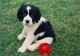 English Springer Spaniel Puppies for sale in Charlotte, NC, USA. price: $400