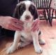 English Springer Spaniel Puppies for sale in Denver, CO, USA. price: $500