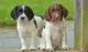 English Springer Spaniel Puppies for sale in Chattanooga, TN, USA. price: $500