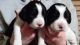 English Springer Spaniel Puppies for sale in Saginaw, MI, USA. price: NA