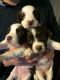 English Springer Spaniel Puppies for sale in New Orleans, LA, USA. price: NA