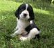 English Springer Spaniel Puppies for sale in Denver, CO, USA. price: $500