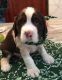 English Springer Spaniel Puppies for sale in East Los Angeles, CA, USA. price: NA