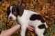 English Springer Spaniel Puppies for sale in Rochester, NY, USA. price: NA