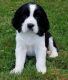 English Springer Spaniel Puppies for sale in Bel Air, Los Angeles, CA, USA. price: NA