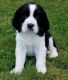 English Springer Spaniel Puppies for sale in Baywood-Los Osos, CA 93402, USA. price: NA