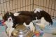 English Springer Spaniel Puppies for sale in Altoona, FL 32702, USA. price: NA