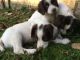 English Springer Spaniel Puppies for sale in Raleigh School Dr, Raleigh, NC 27607, USA. price: NA