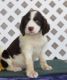 English Springer Spaniel Puppies for sale in San Francisco, CA, USA. price: NA