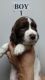 English Springer Spaniel Puppies for sale in Sandpoint, ID 83864, USA. price: NA