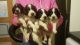 English Springer Spaniel Puppies for sale in Washington, DC, USA. price: $475