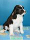 English Springer Spaniel Puppies for sale in Renick, WV 24966, USA. price: $950