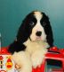 English Springer Spaniel Puppies for sale in Renick, WV 24966, USA. price: NA