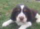 English Springer Spaniel Puppies for sale in Kingsport, TN 37660, USA. price: $550