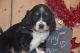 English Springer Spaniel Puppies for sale in East Palestine, OH 44413, USA. price: NA