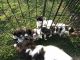 English Springer Spaniel Puppies for sale in Little Rock, AR, USA. price: NA