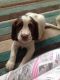 English Springer Spaniel Puppies for sale in Jersey City, NJ, USA. price: NA