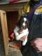English Springer Spaniel Puppies for sale in Anchorage, AK, USA. price: NA