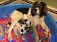 English Springer Spaniel Puppies for sale in Little Suamico, WI 54141, USA. price: $800
