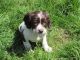 English Springer Spaniel Puppies for sale in Los Angeles, CA, USA. price: NA
