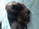 English Springer Spaniel Puppies for sale in Wabeno, WI 54566, USA. price: NA