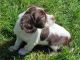 English Springer Spaniel Puppies for sale in New York, NY, USA. price: $400