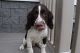 English Springer Spaniel Puppies for sale in Canton, OH, USA. price: NA
