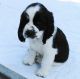 English Springer Spaniel Puppies for sale in Austin, TX, USA. price: NA