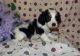 English Springer Spaniel Puppies for sale in Bristol, ME, USA. price: NA