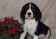 English Springer Spaniel Puppies for sale in Georgetown, KY 40324, USA. price: NA