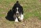 English Springer Spaniel Puppies for sale in Bozeman, MT, USA. price: $500