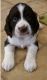 English Springer Spaniel Puppies for sale in Bozeman, MT, USA. price: NA