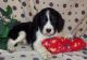 English Springer Spaniel Puppies for sale in West Lafayette, IN, USA. price: NA