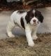 English Springer Spaniel Puppies for sale in Salem, OR, USA. price: $500