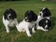 English Springer Spaniel Puppies for sale in NJ-17, Paramus, NJ 07652, USA. price: NA