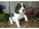 English Springer Spaniel Puppies for sale in CA-111, Rancho Mirage, CA 92270, USA. price: NA