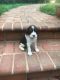 English Springer Spaniel Puppies for sale in Lynchburg, VA, USA. price: $750