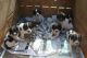 English Springer Spaniel Puppies for sale in Florida, NY, USA. price: NA