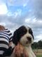 English Springer Spaniel Puppies for sale in Blanchard, ID 83804, USA. price: $800