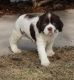 English Springer Spaniel Puppies for sale in District Heights, MD 20747, USA. price: $500