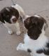 English Springer Spaniel Puppies for sale in San Francisco, CA 94133, USA. price: NA